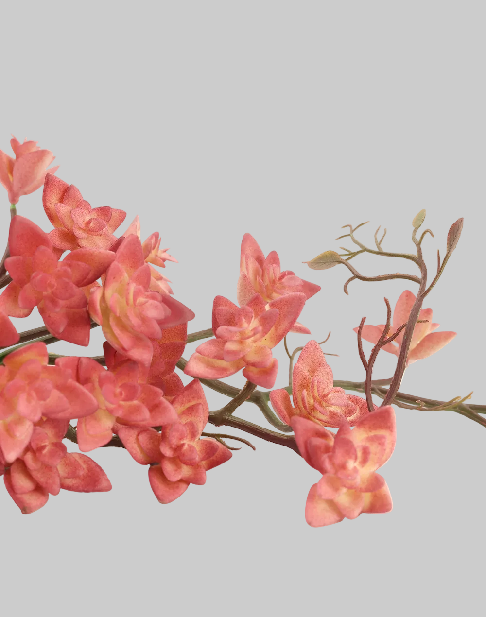 Pink Trailing "Star"