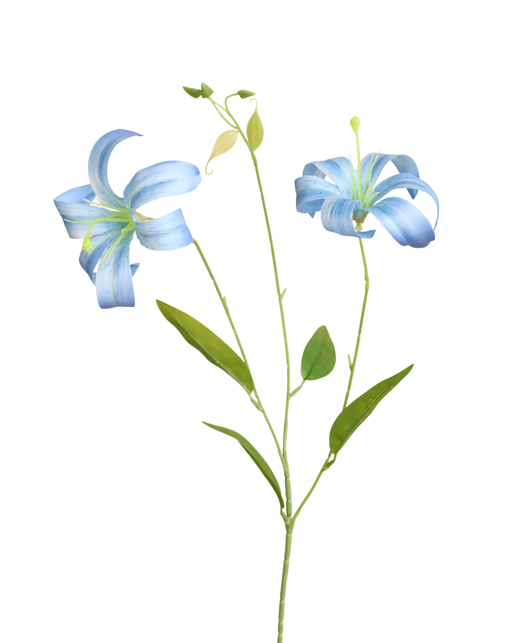 Japanese Spider Lily | Available in 3 Colors