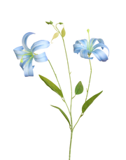 Japanese Spider Lily | Available in 3 Colors
