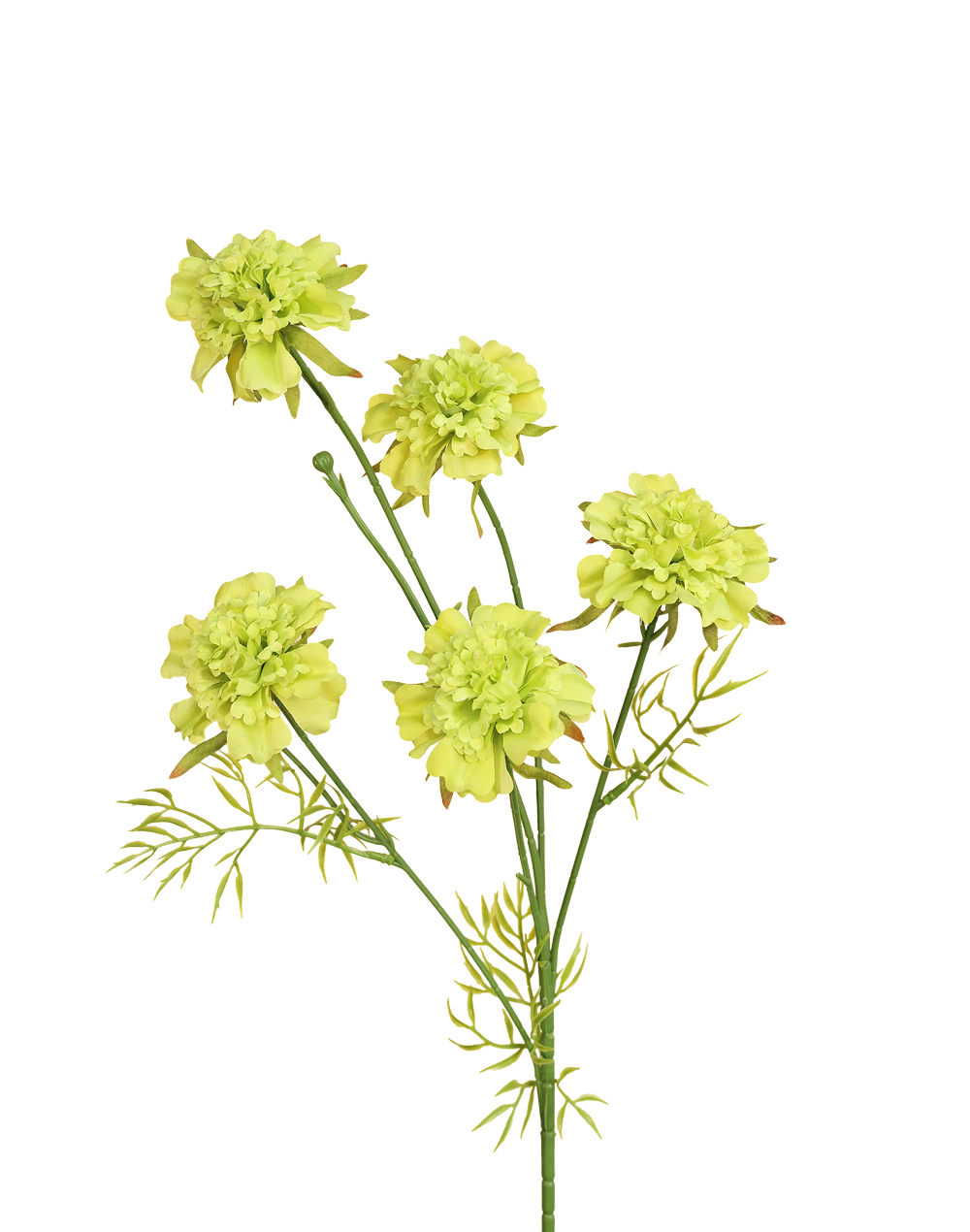 Garden Scabious Spray | Available in 3 Colors