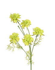 Garden Scabious Spray | Available in 3 Colors