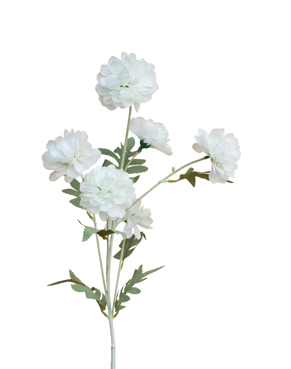 Dahlia | Available in 2 Styles
