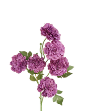 Violet Carnation Spray
