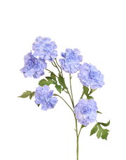 Carnation Spray | Available in 3 Colors