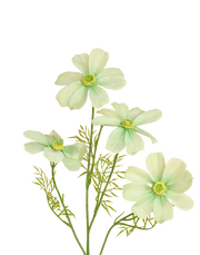 Jumbo Cosmos Spray | Available in 2 Colors