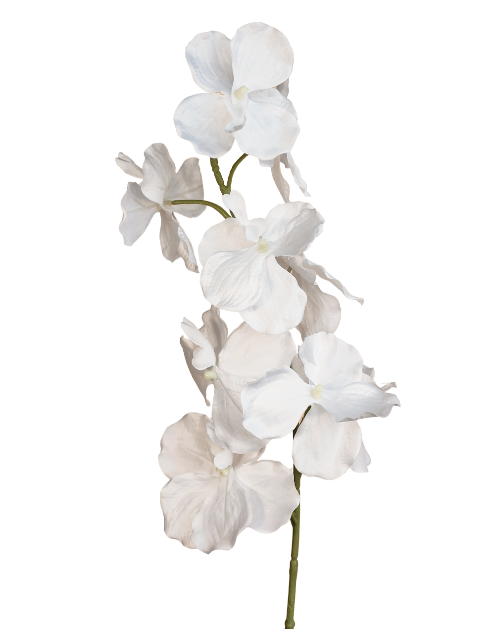 Silk Vanda | Available in 3 Colors