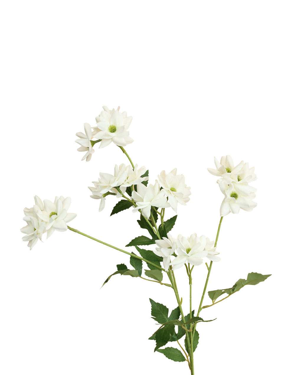Daisy Mum Spray | Available in 2 Colors