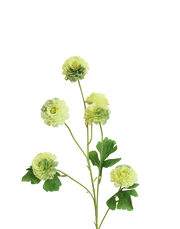 Mini Ranunculus Spray | Available in 3 Colors