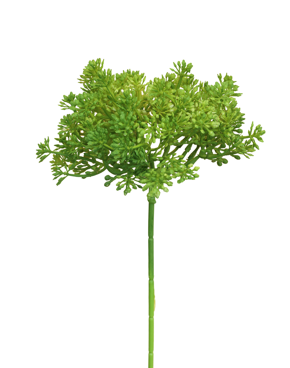 Mount Everest Allium Stem | Available in 3 Colors