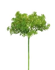 Mount Everest Allium Stem | Available in 3 Colors