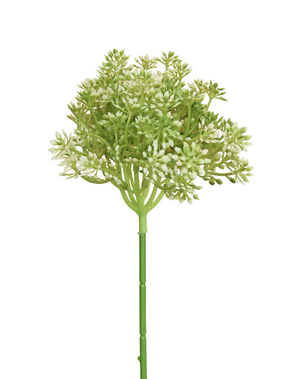 Mount Everest Allium Stem | Available in 3 Colors