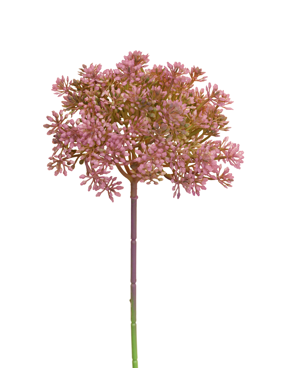 Mount Everest Allium Stem | Available in 3 Colors