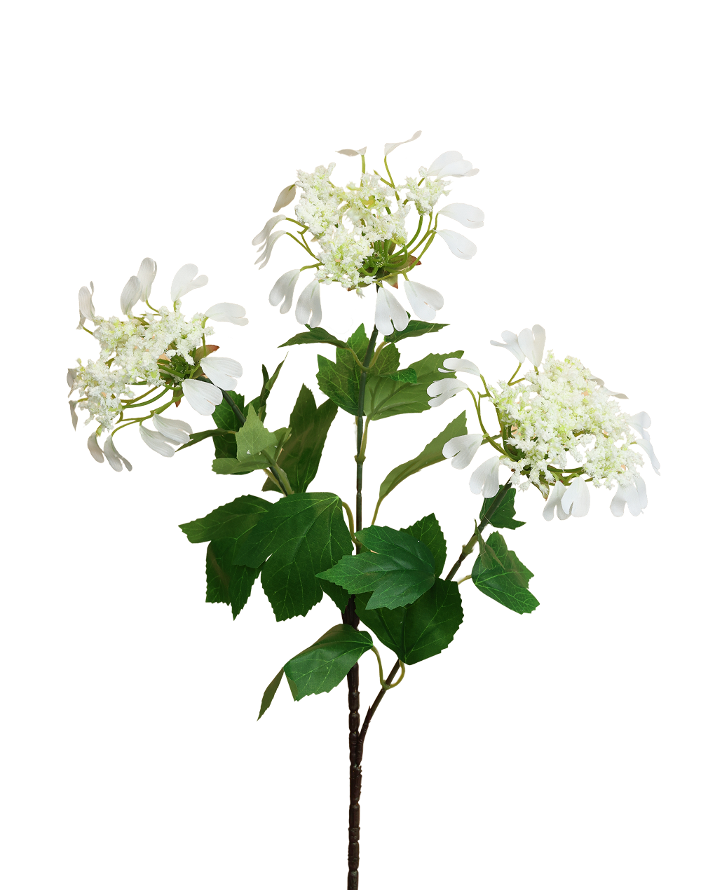 Queen Ann Lace | Available in 2 Colors