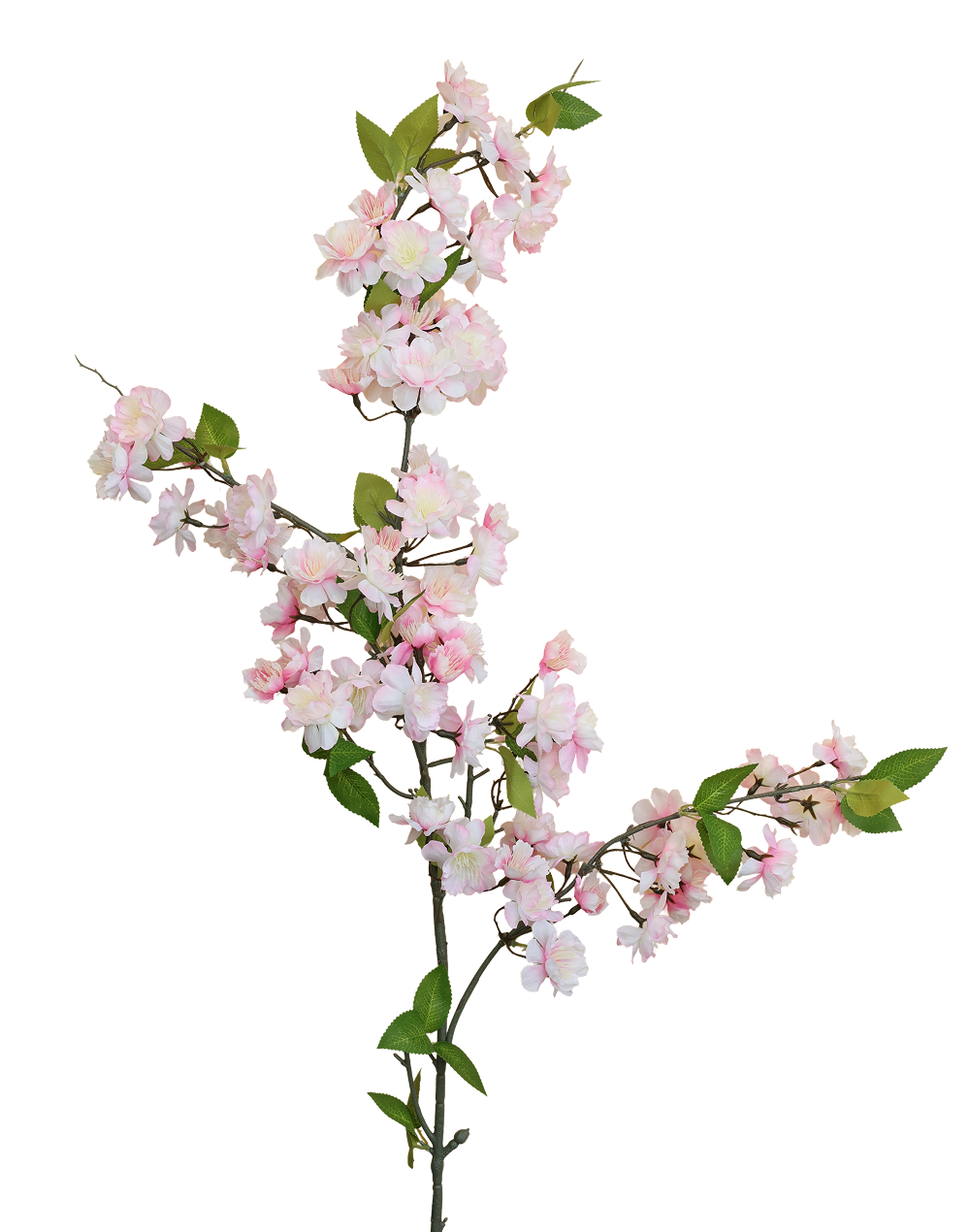 Yaezakura Cherry Blossom | Available in 2 Colors