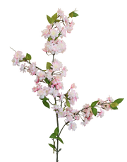 Yaezakura Cherry Blossom | Available in 2 Colors
