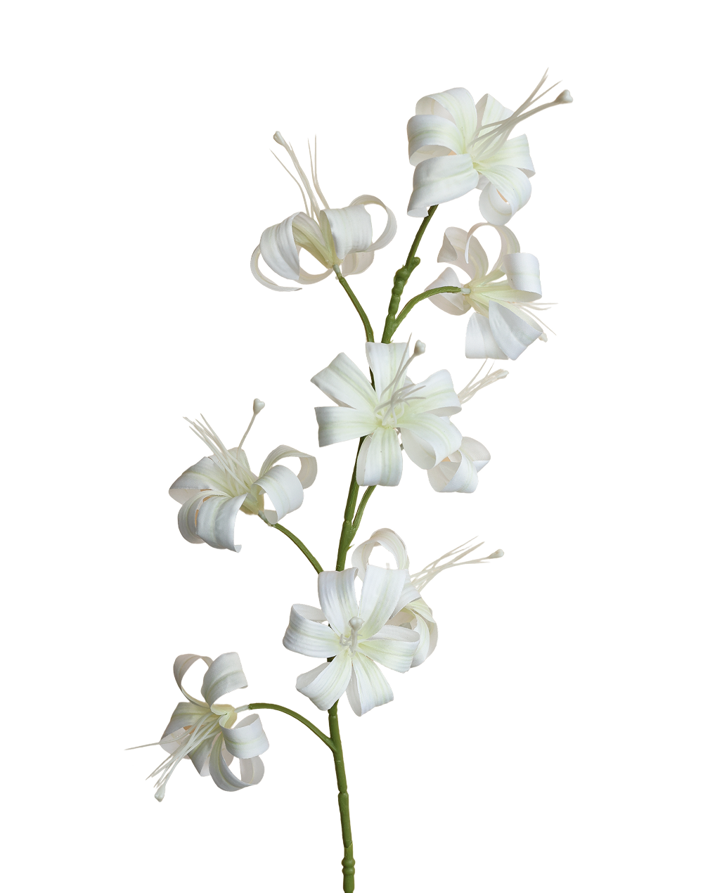 Oriental Garden Lily | Available in 2 Colors