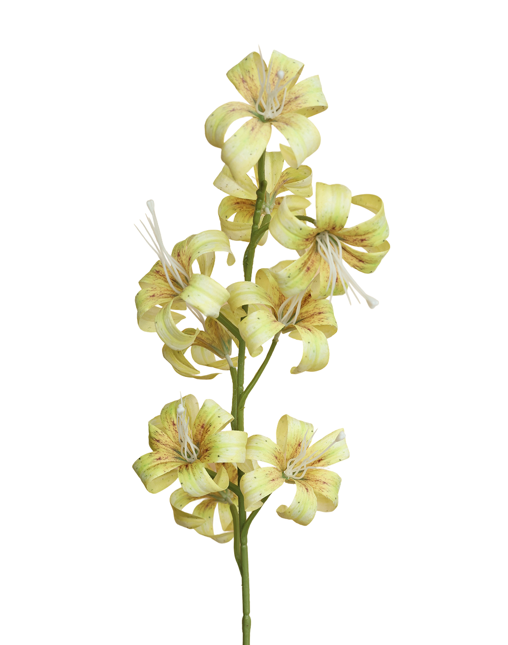 Oriental Garden Lily | Available in 2 Colors