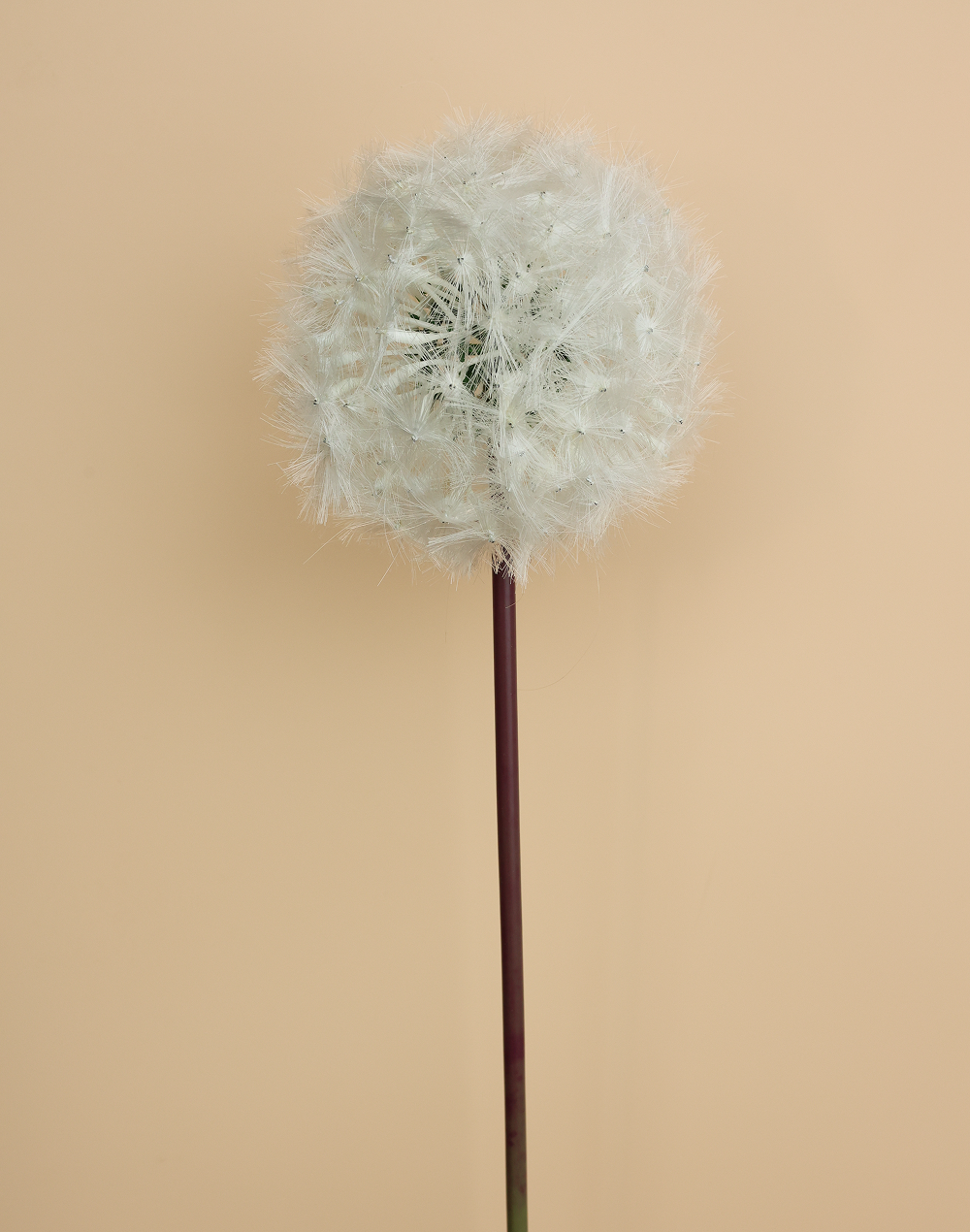White Dandelion White