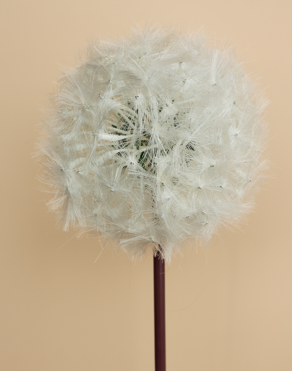 White Dandelion White