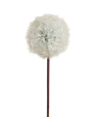 White Dandelion White