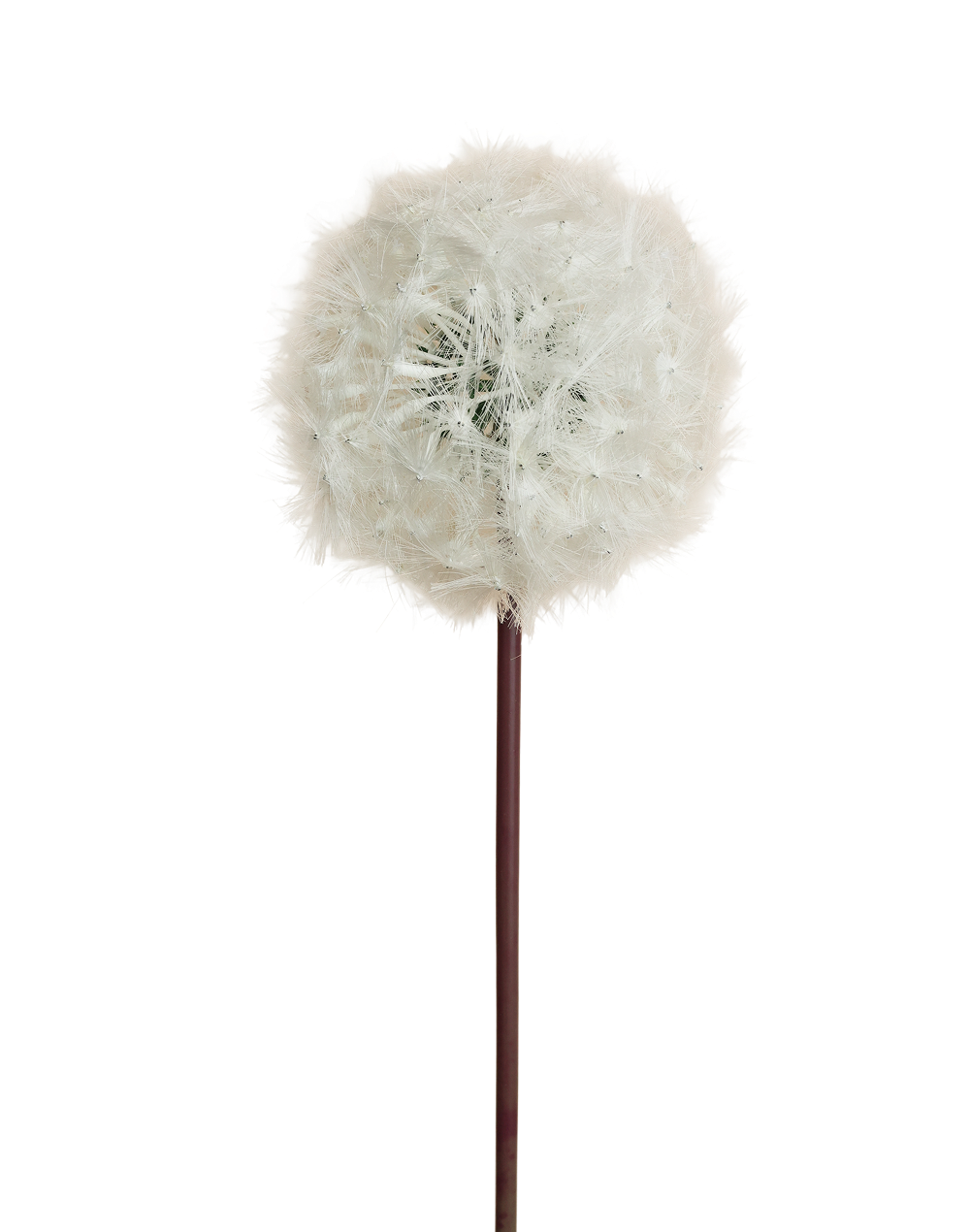 White Dandelion White