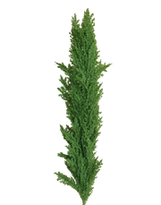Flocked Winter Branch | Available in 3 Colors