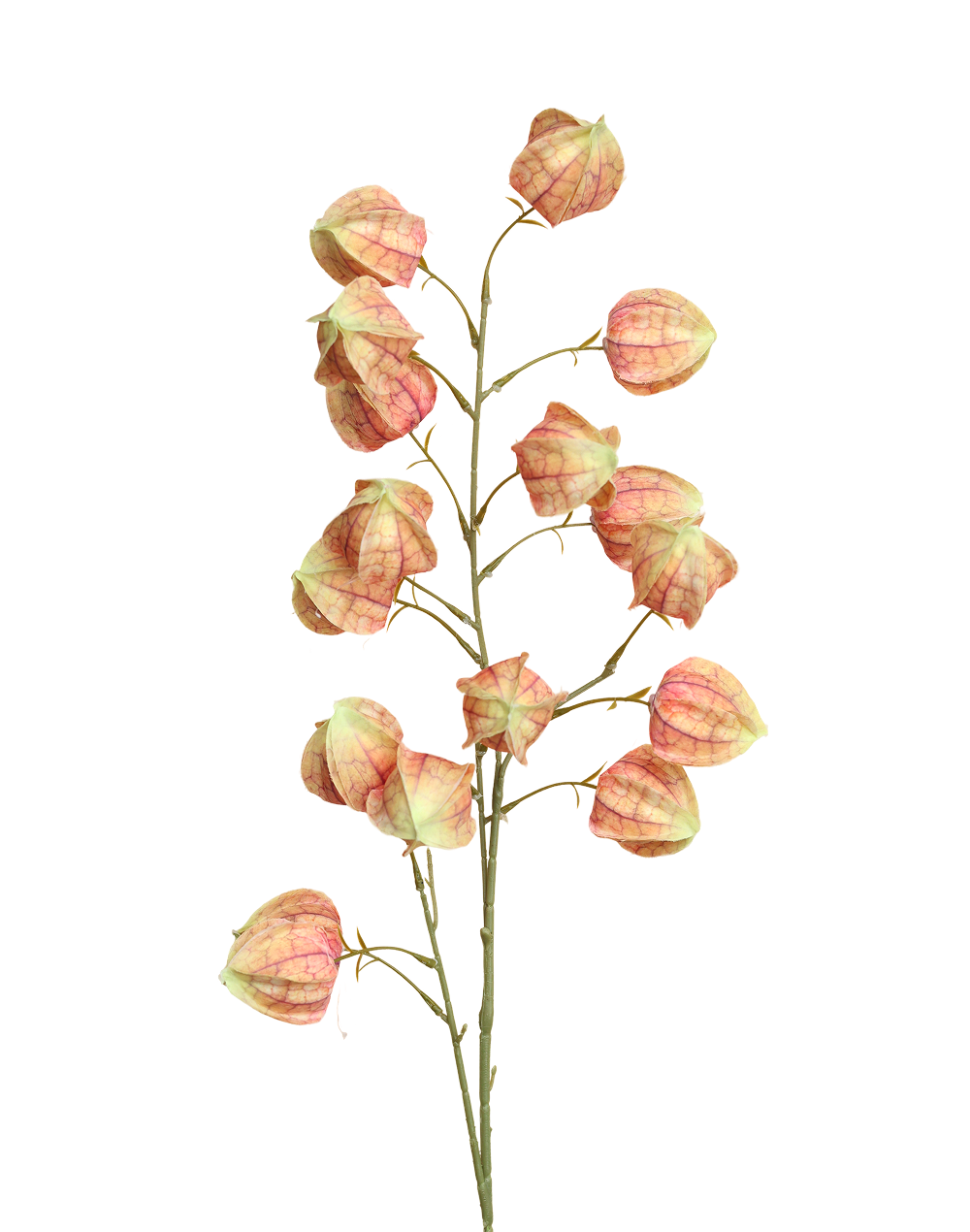 Sunset Silk Lantern Flower Orange