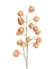 Sunset Silk Lantern Flower Orange