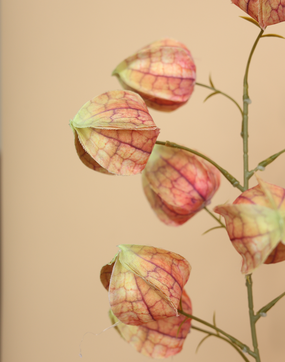 Sunset Silk Lantern Flower Orange