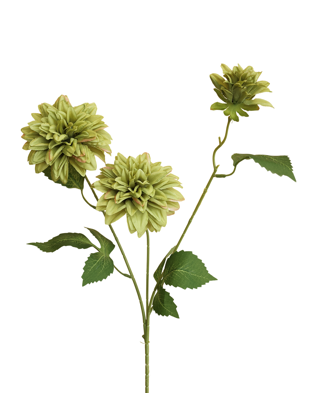 Cactus Dahlia | Available in 3 Colors