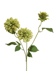 Cactus Dahlia | Available in 3 Colors