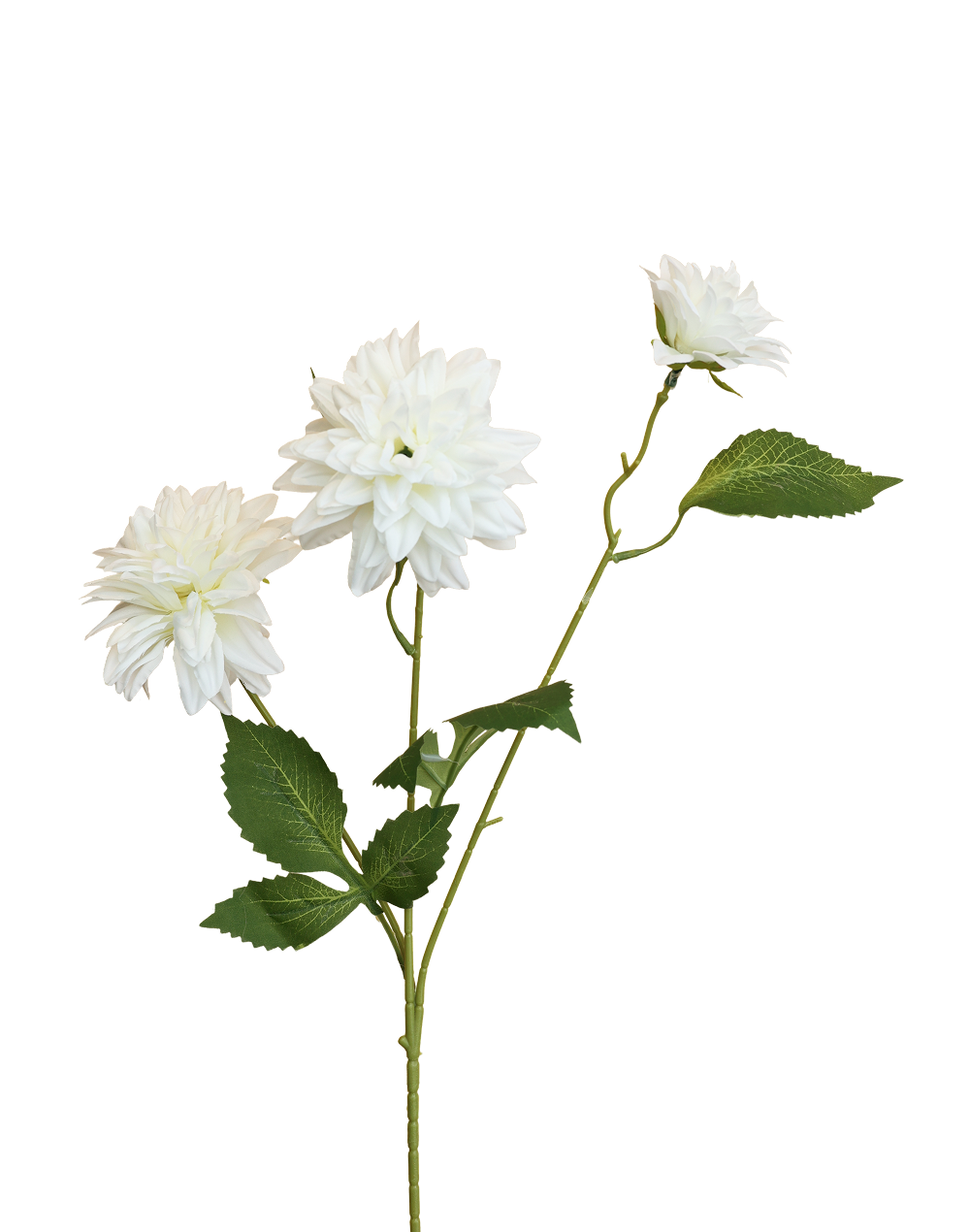 Cactus Dahlia | Available in 3 Colors
