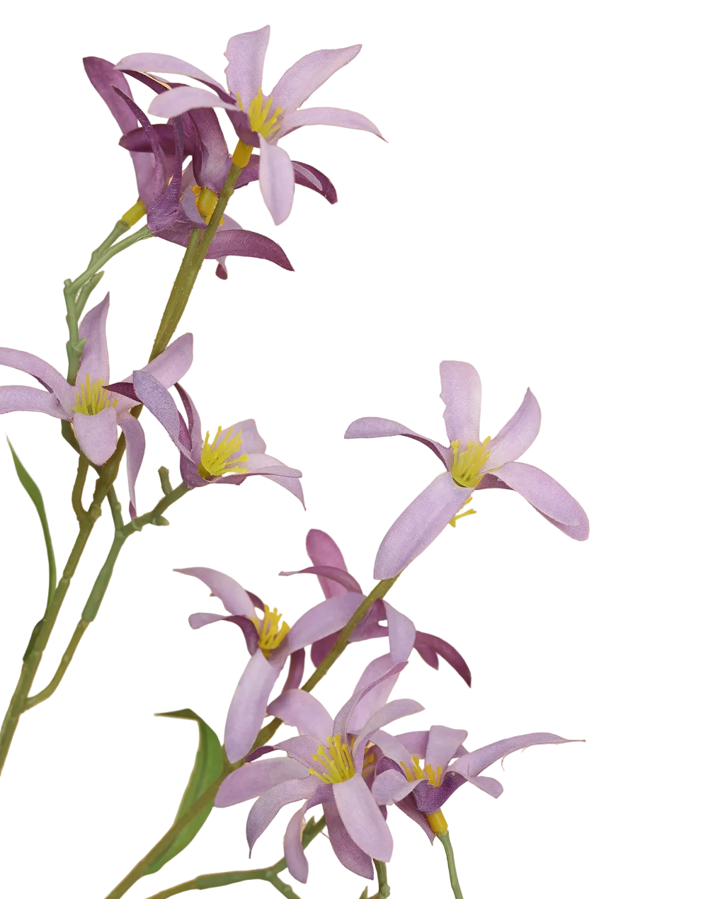 Lavender Zephyranthes  Spray Purple