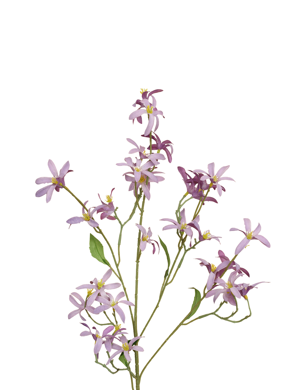 Lavender Zephyranthes  Spray Purple