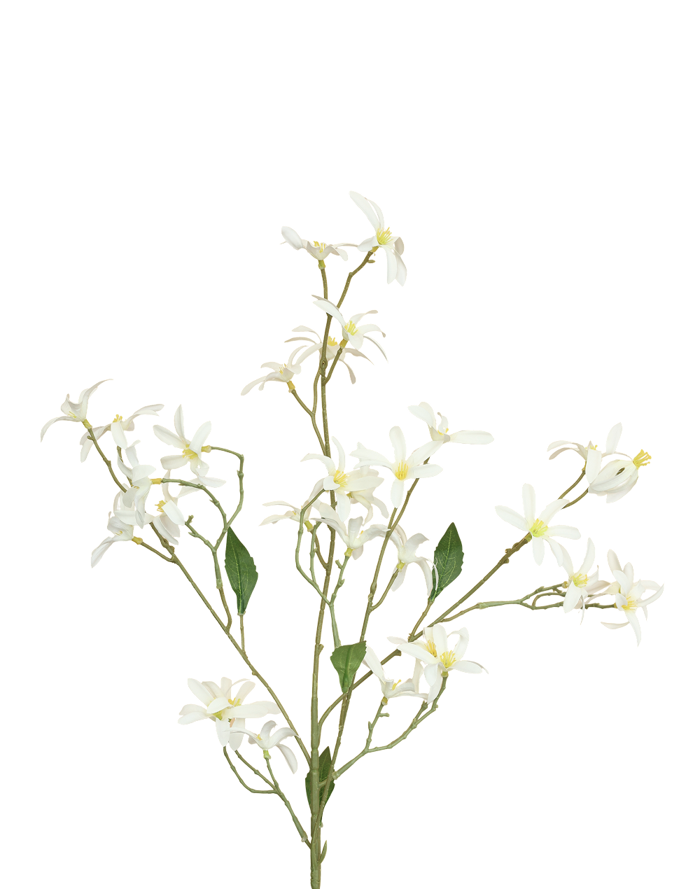 Whte Zephyranthes Spray White