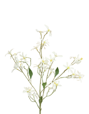 Whte Zephyranthes Spray White