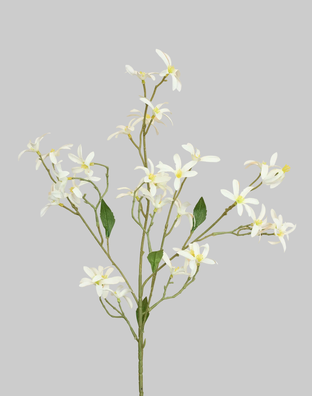 Whte Zephyranthes Spray White