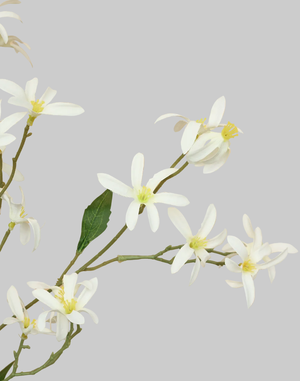 Whte Zephyranthes Spray White