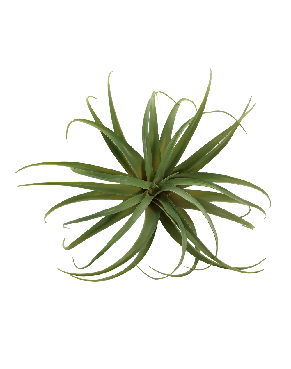 Tillandsia | Available in 2 Colors