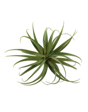 Tillandsia | Available in 2 Colors