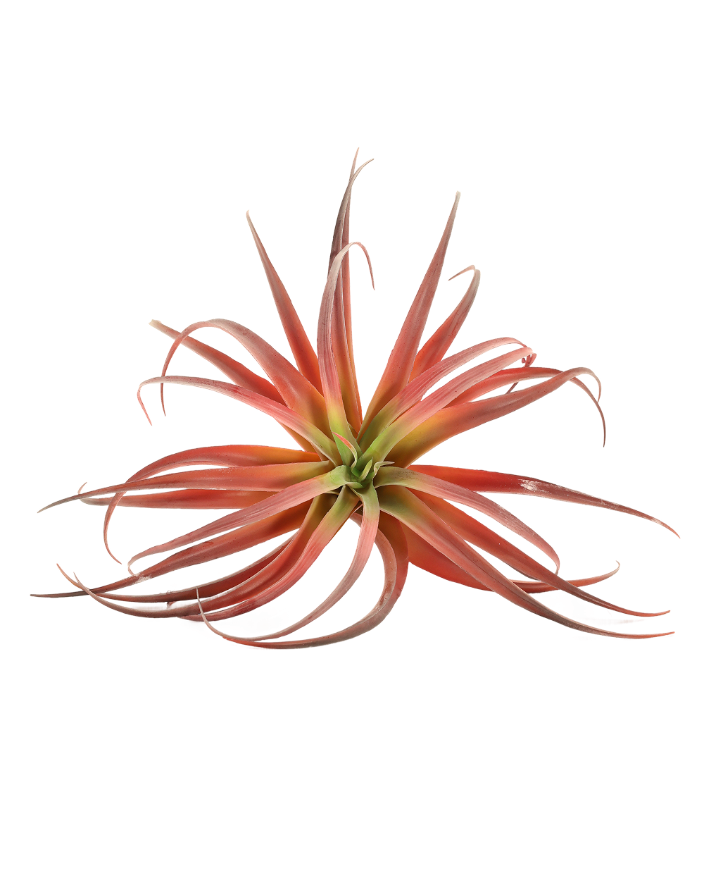 Red Tillandsia