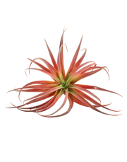 Red Tillandsia