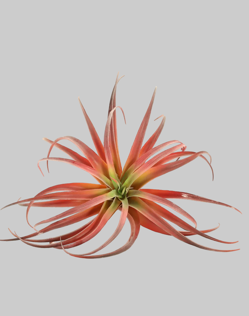 Red Tillandsia