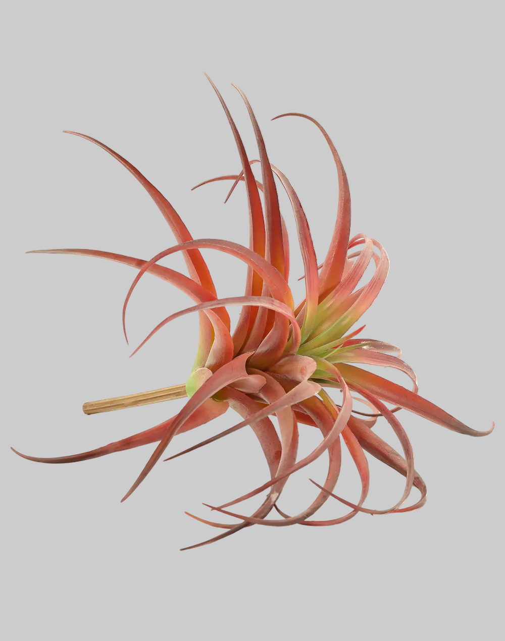 Red Tillandsia