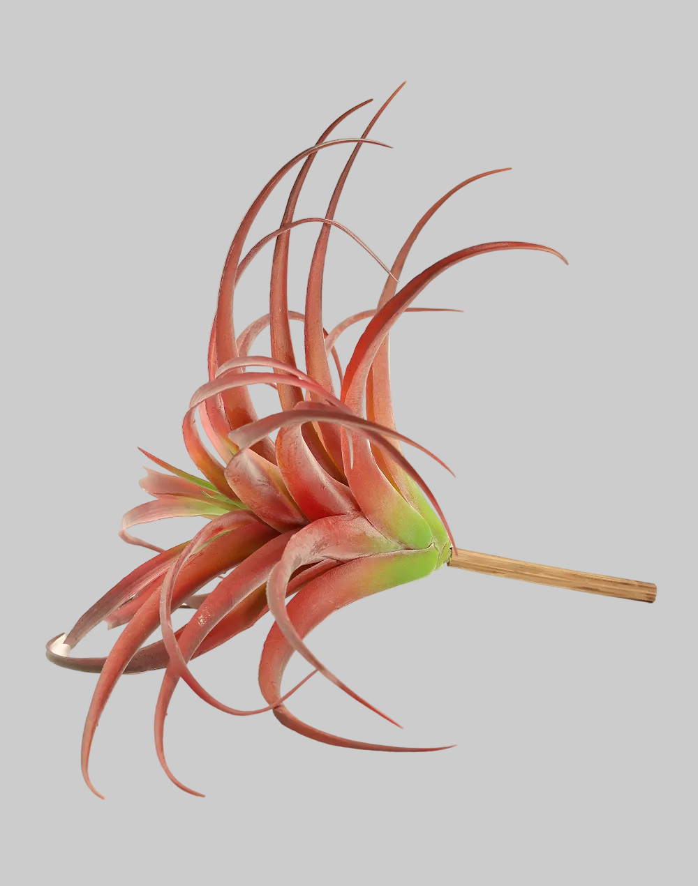 Red Tillandsia