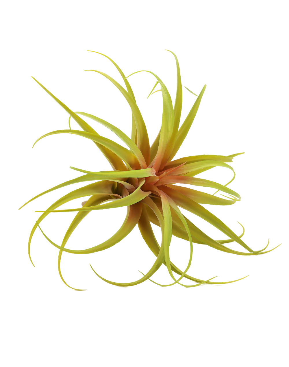Tillandsia | Available in 2 Colors