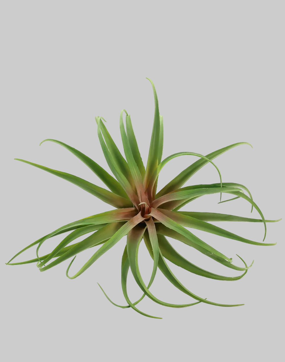 Green/Red Tillandsia