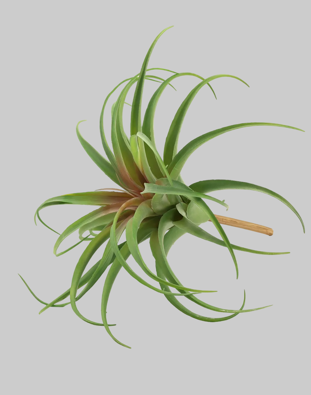 Green/Red Tillandsia