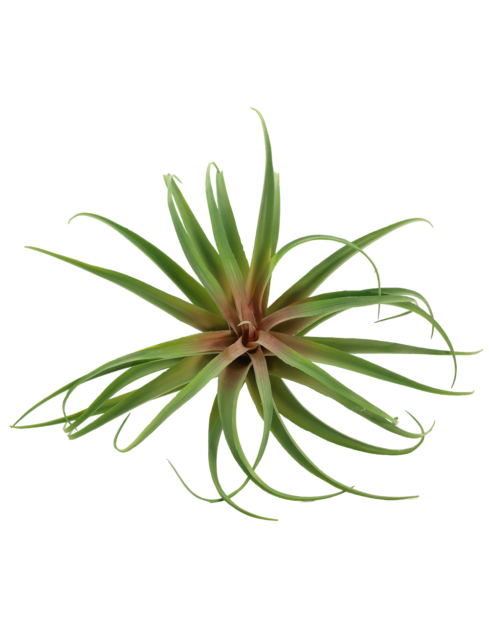 Green/Red Tillandsia