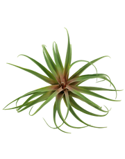 Green/Red Tillandsia
